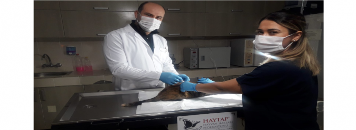 Sokak hayvanları için çalışmarlar devam ediyor