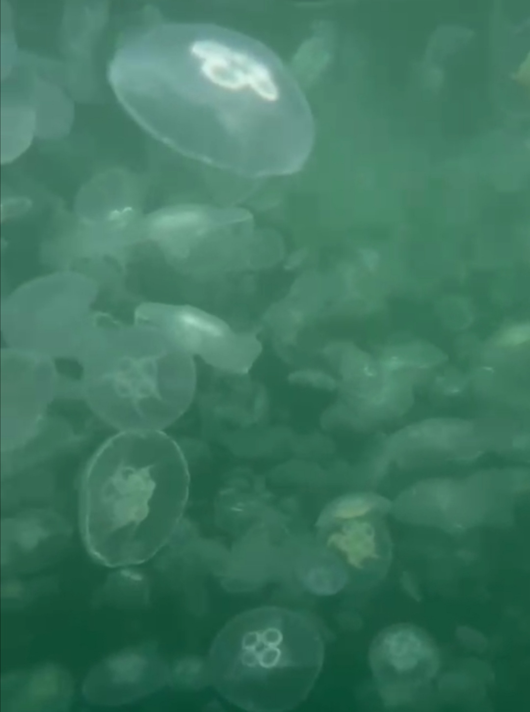 Çanakkale Boğazı’nda görüntülenen yüzlerce denizanası tedirginlik yarattı