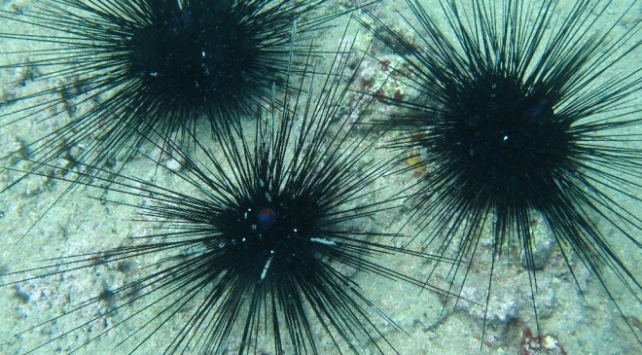Çanakkale Boğazı’nda deniz kestanesinin ticari olarak avlanması yasaklandı