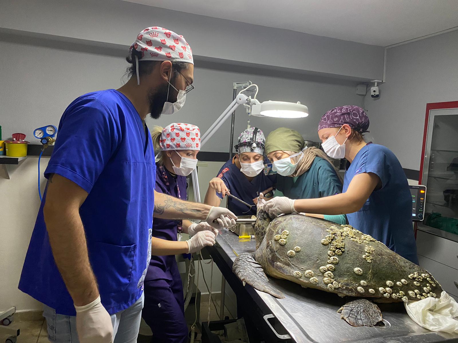 Gökçeada’da yaralı halde bulunan caretta caretta tedavi altına alındı