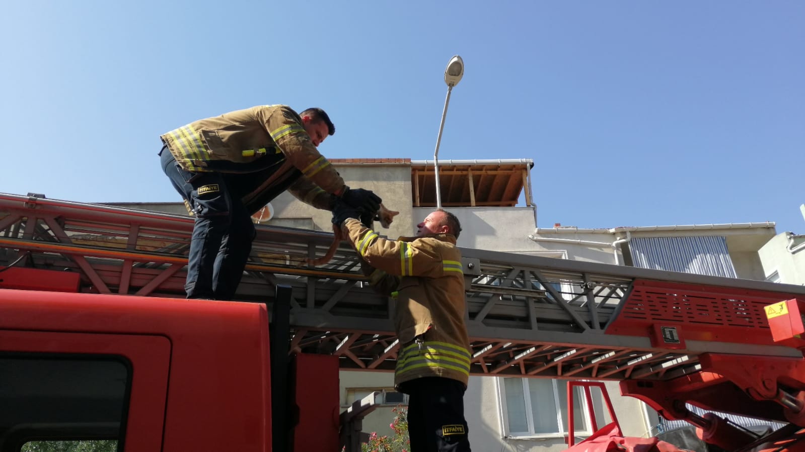 3 gündür ağaçta mahsur kalan kedi iftaiye ekipleri tarafından kurtarıldı