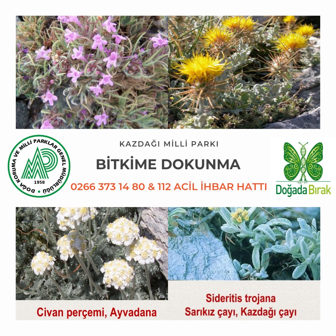 Kazdağları’nda yetişen bitkilerin toplanması yasaklandı, koparana 109 bin 593 TL para cezası var