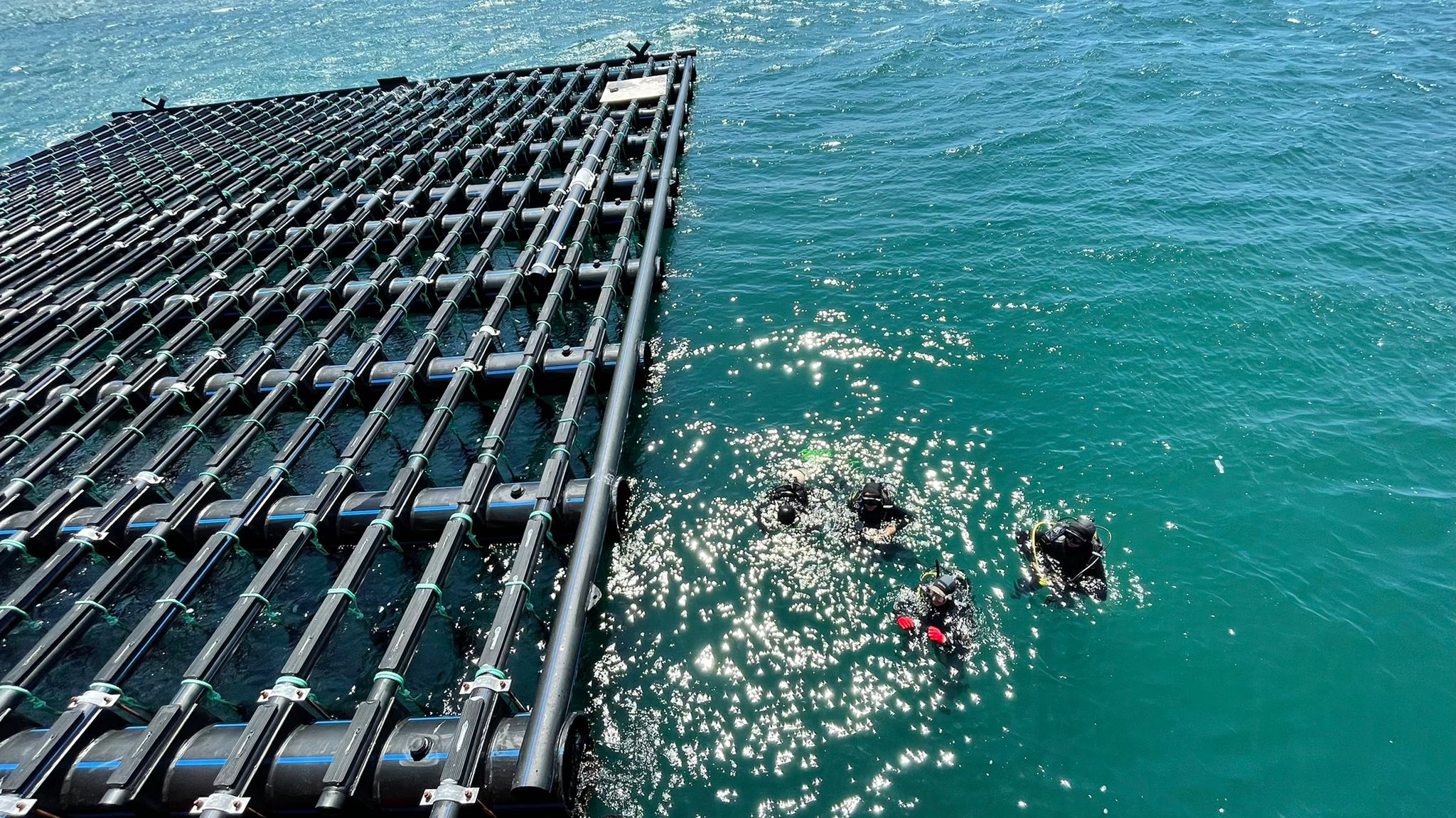 300 yavru ıstakoz Çanakkale Boğazı’na bırakıldı