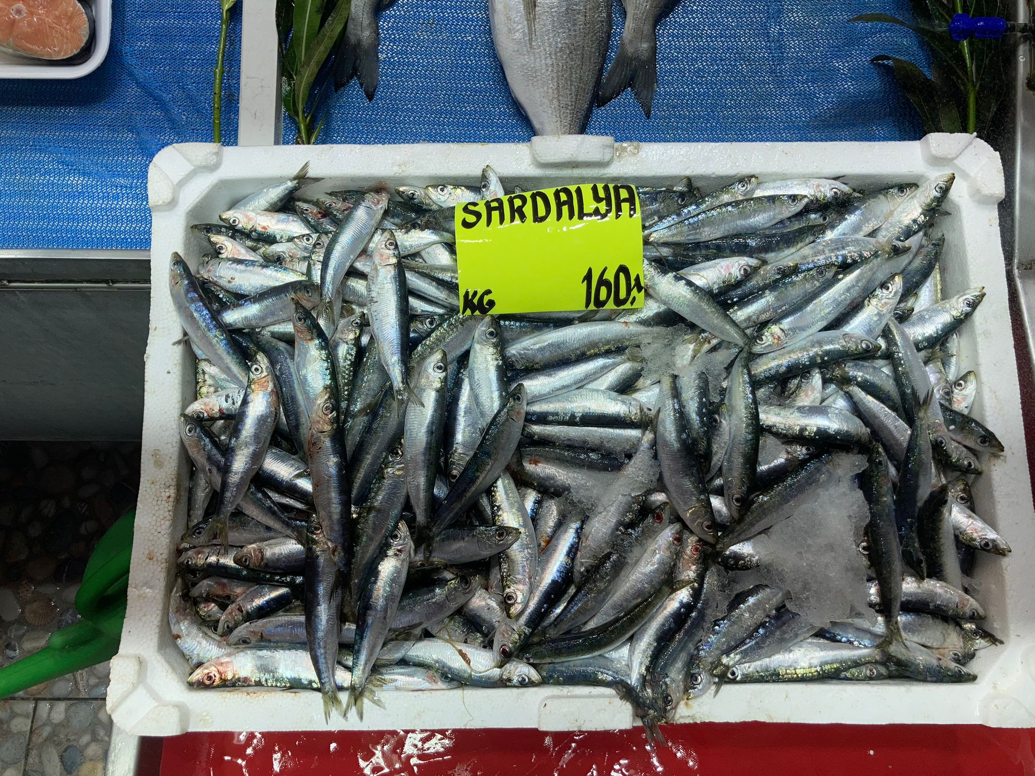 Çanakkale’de sardalyanın kilosu 160 TL’ye yükseldi