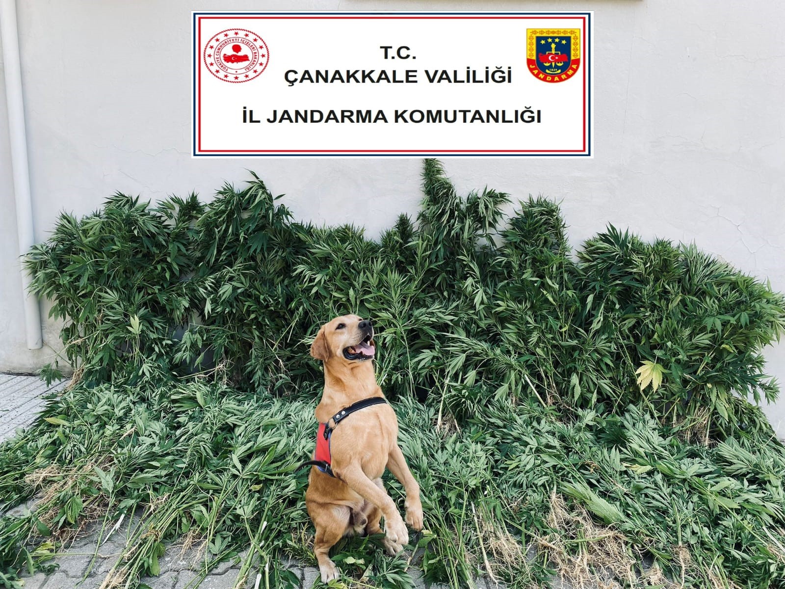 Jandarma ekiplerince yapılan uyuşturucu operasyonunda 6 şüpheli gözaltına alındı