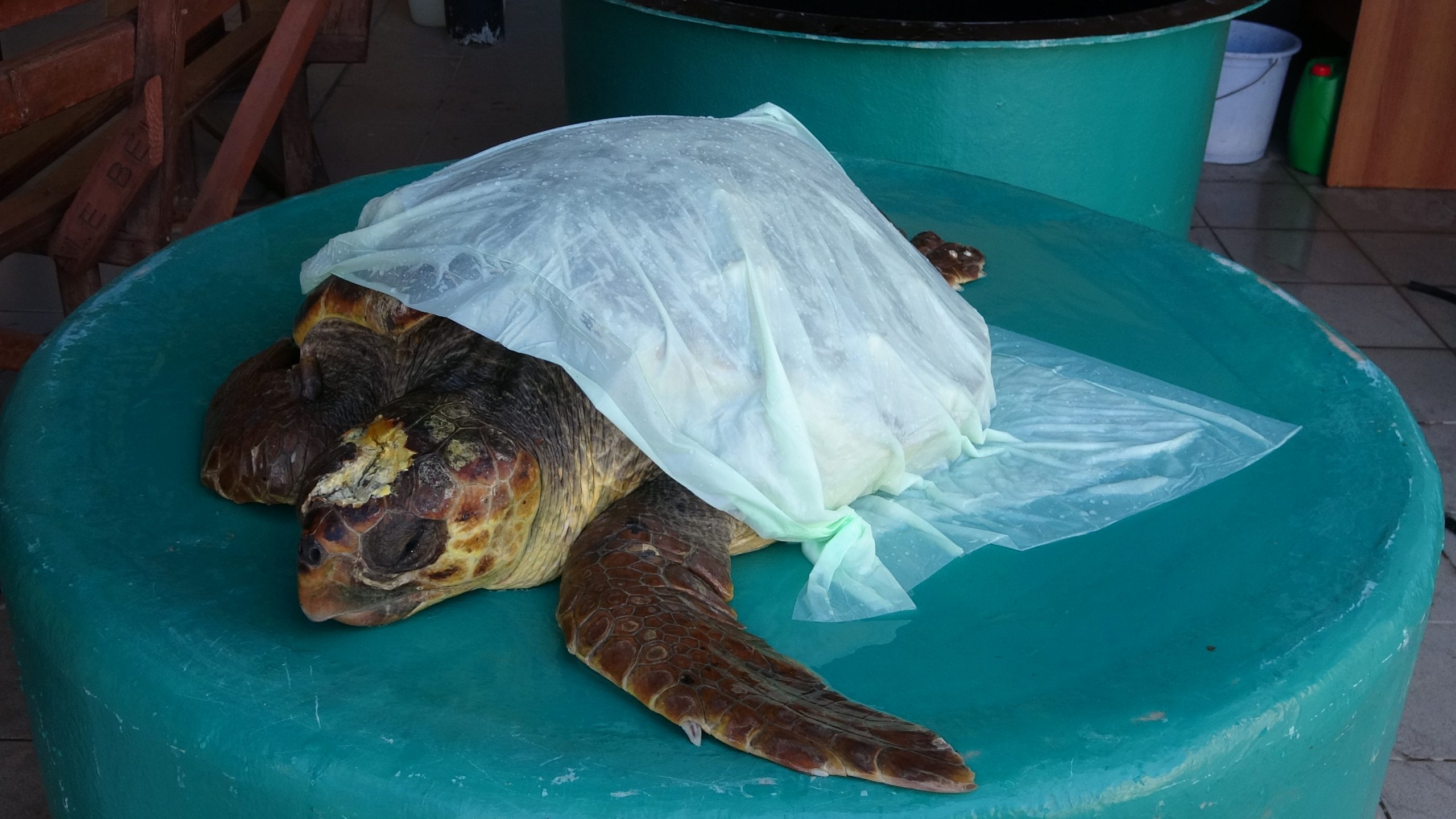 Caretta caretta tedavi altına alındı