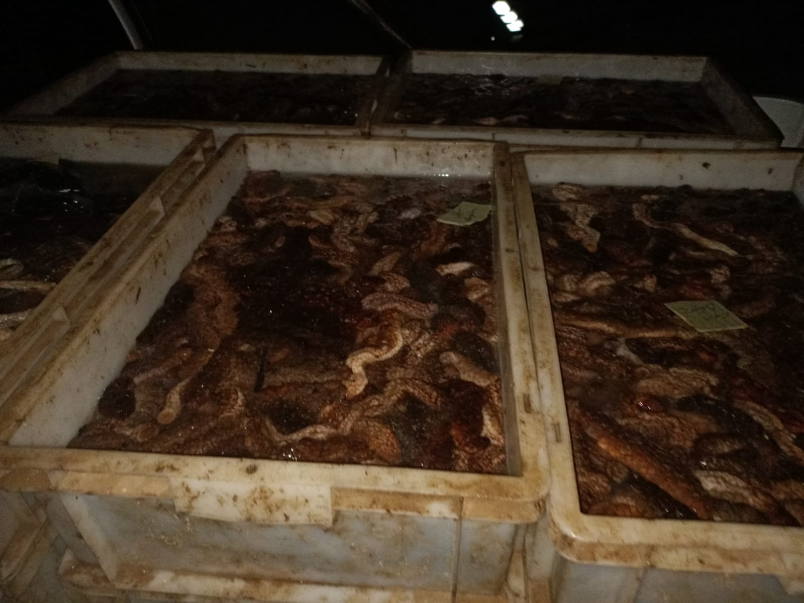 Soğuk hava deposunda Deniz patlıcanı bulundu