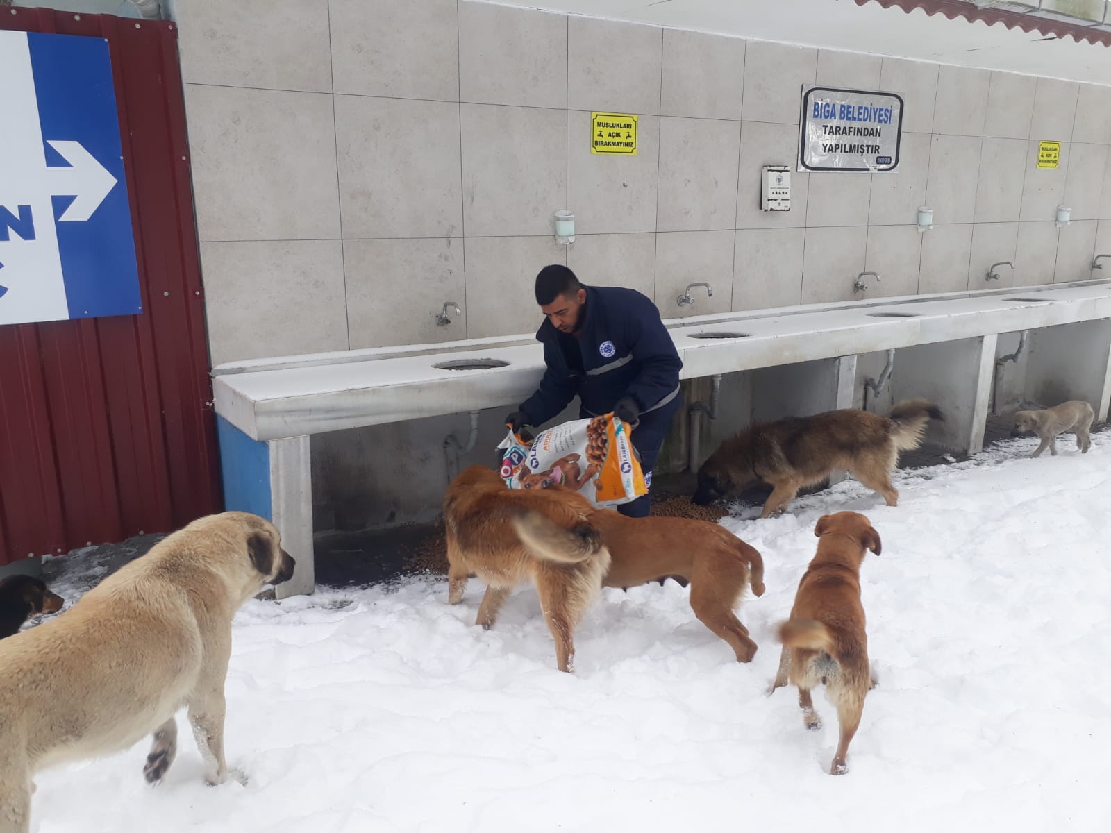 Karlı Havada Sokak Hayvanlarına Mama