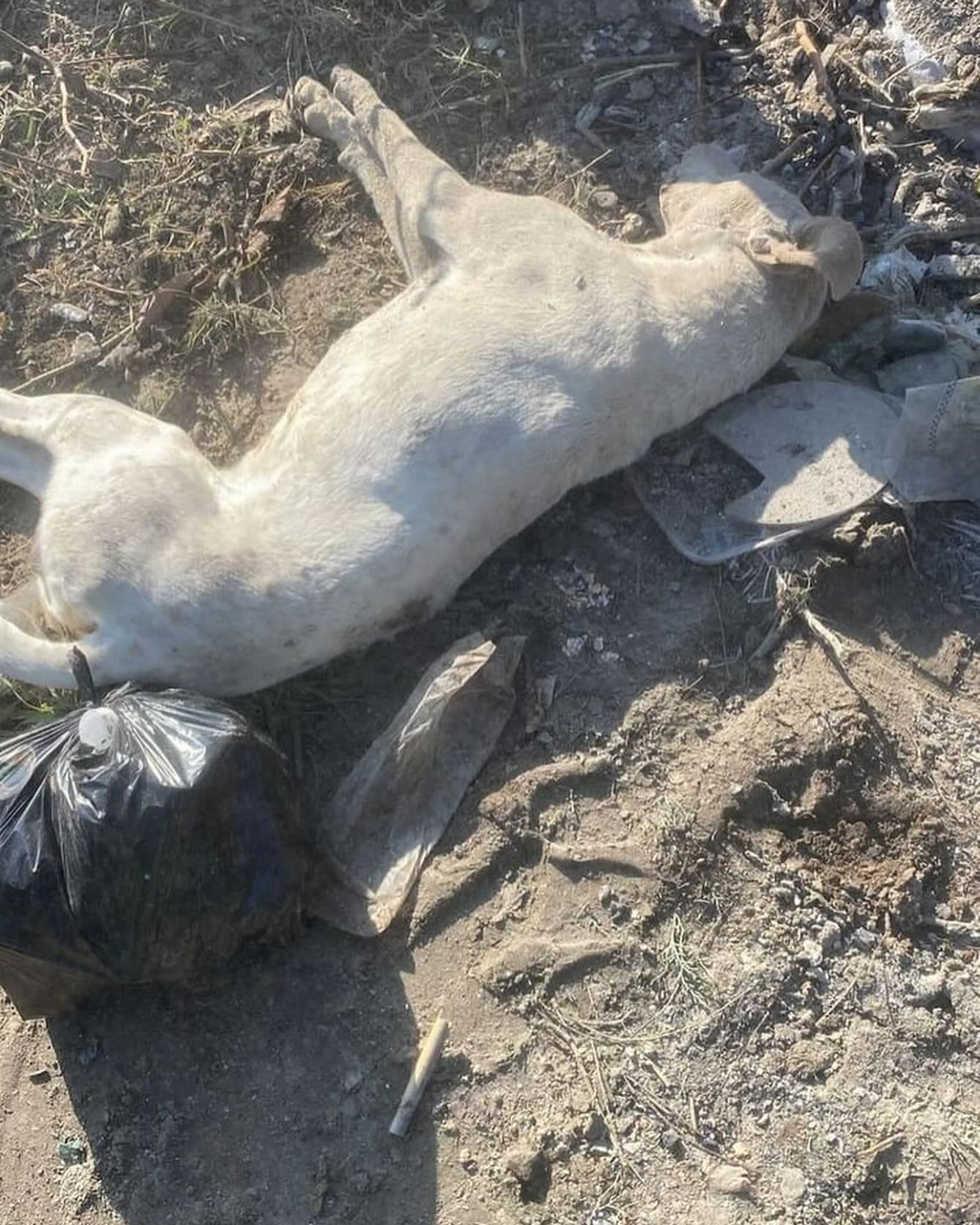 Gökçeada da bu kaçıncı katliam