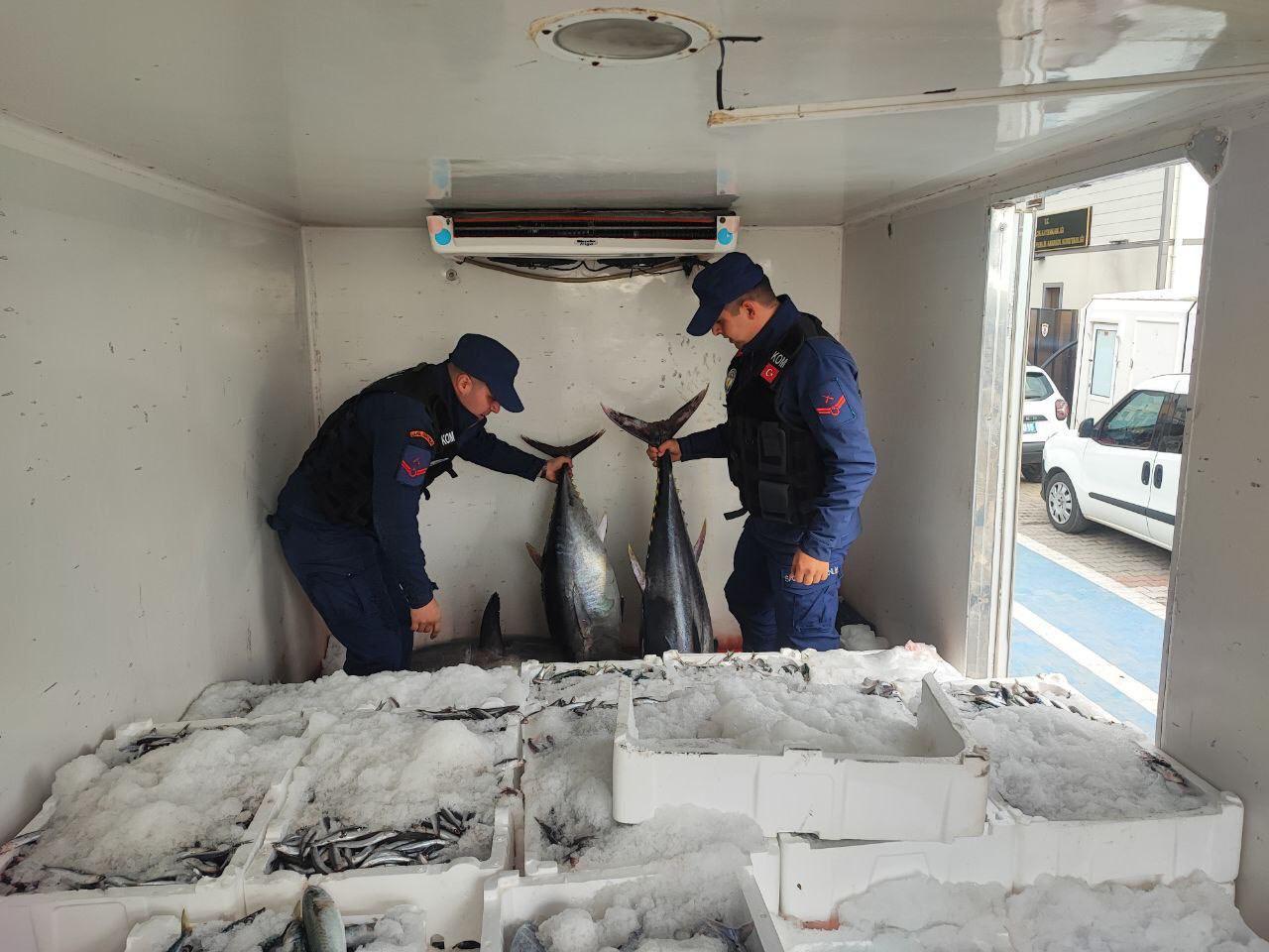 Ayvacık’ta avlanması yasak 11 orkinos ele geçirildi