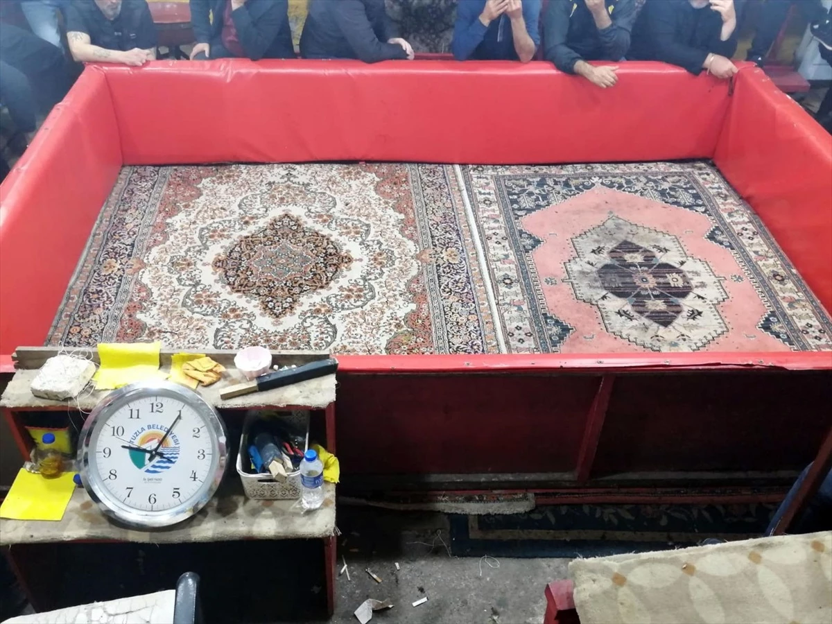 Horoz Dövüşü Yapanlara Para Cezası yağdı