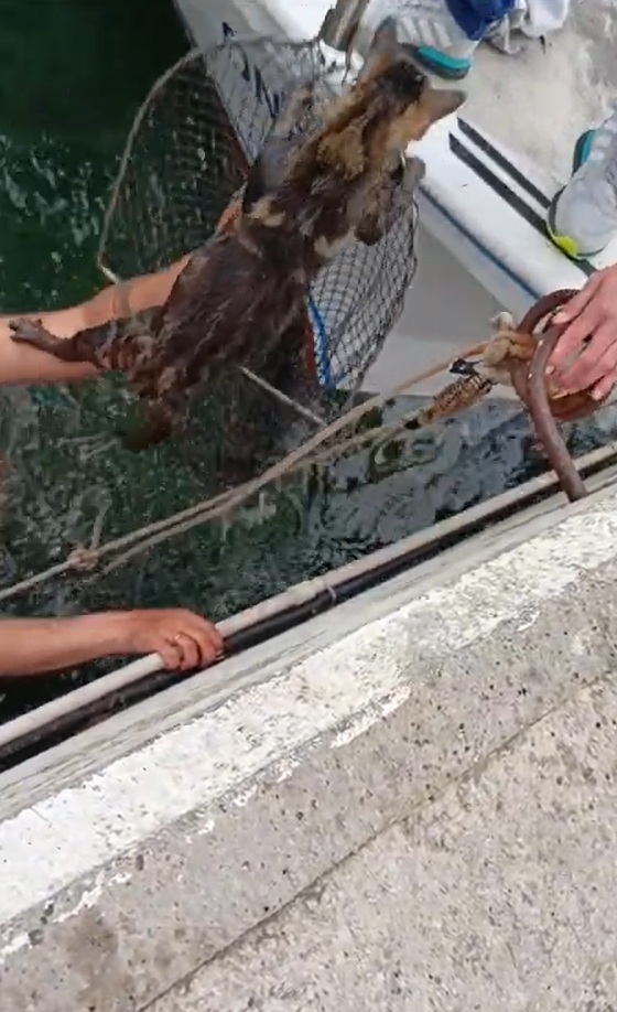 Yat Limanında denize düşen kediyi, balıkçı kurtardı