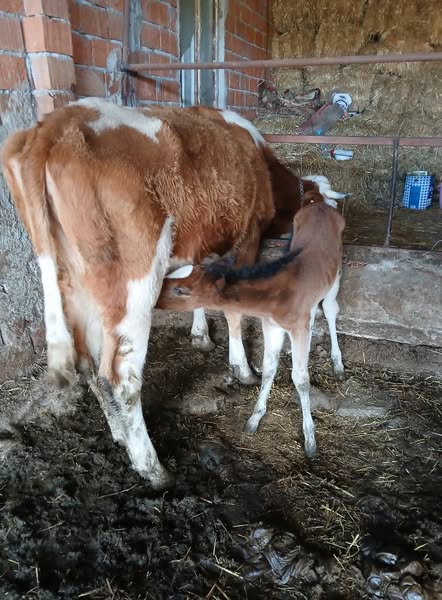 Telef olan taya, inek annelik yapıyor