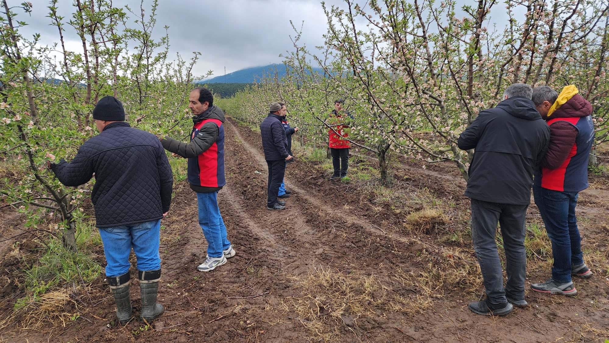 Çanakkale’de zirai don hasar tespit çalışmaları devam ediyor