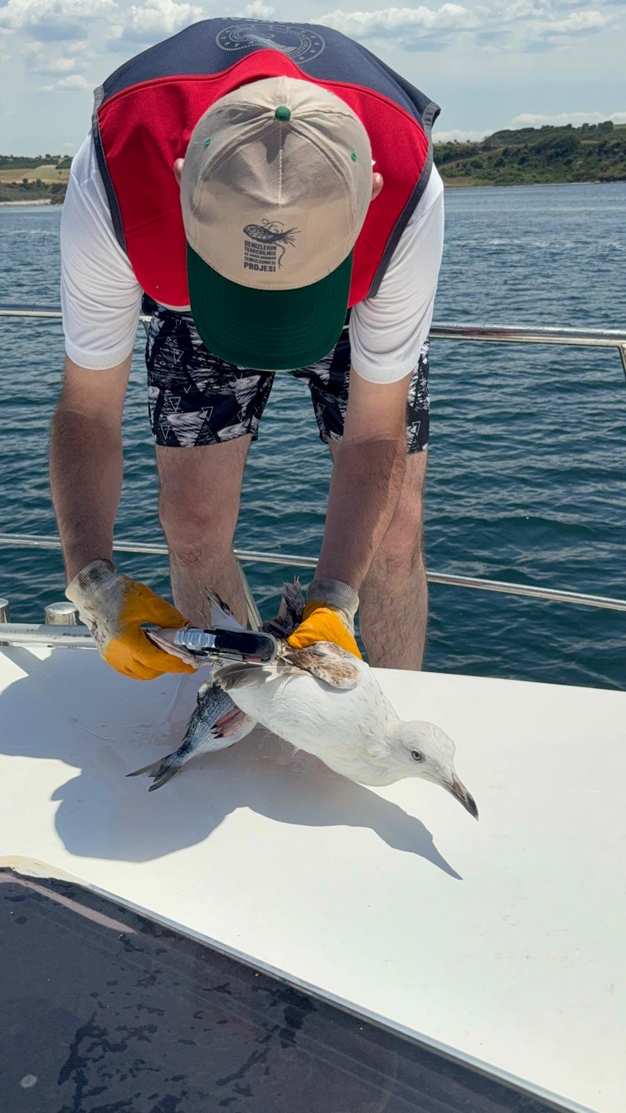 Denizde oltaya takılan martı kurtarıldı