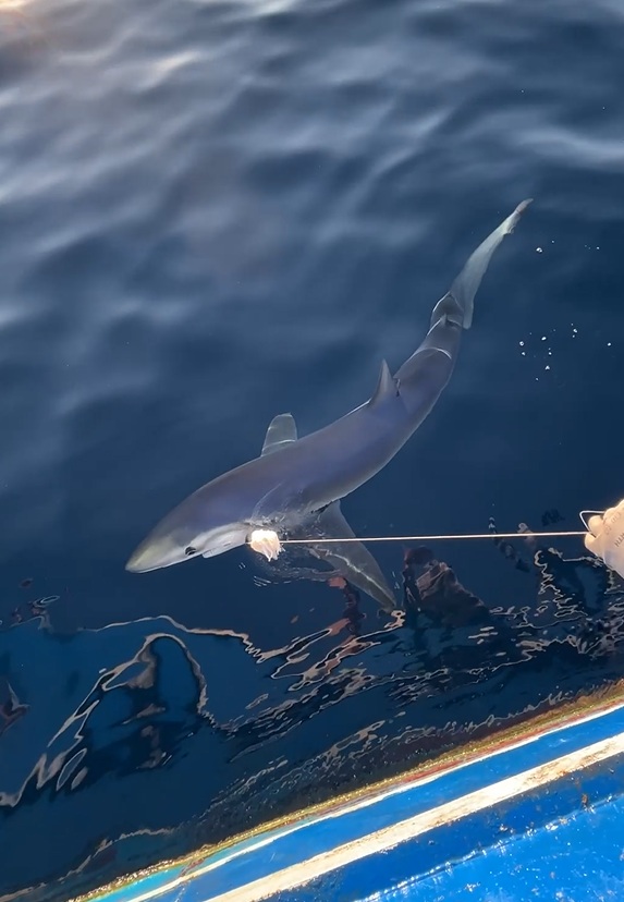 Yunanlılara kafa tutan Türk balıkçı’nın oltasına mavi köpek balığı takıldı