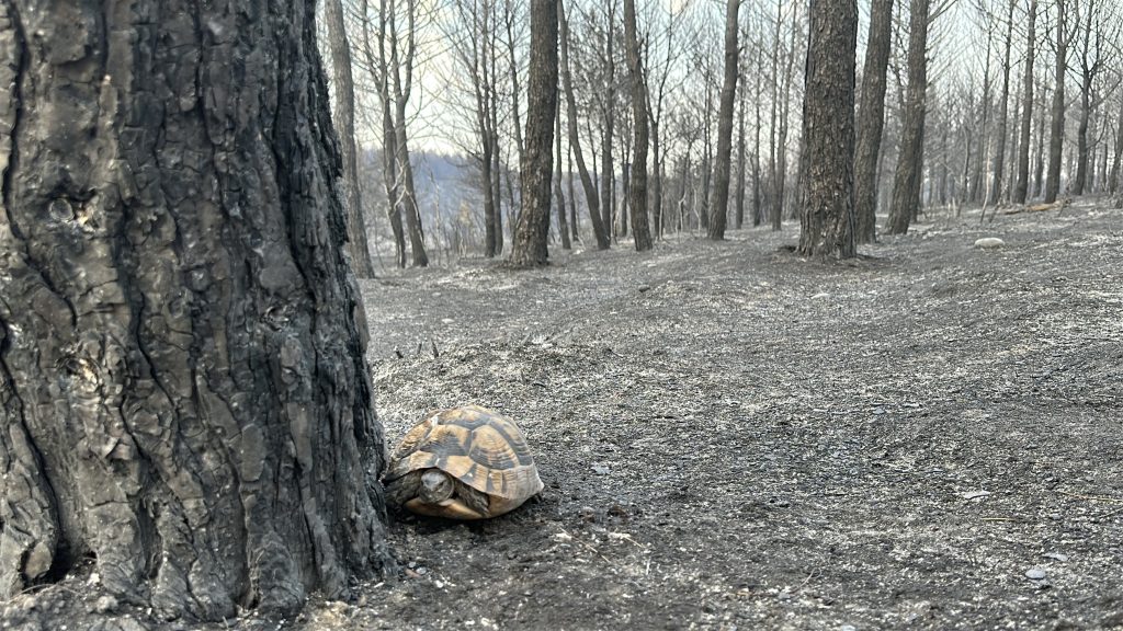 Çanakkale’deki orman yangınında yaban hayvanları zarar gördü
