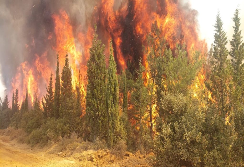 Çanakkale’de bu yıl 118 orman yangını çıktı; 7 bin 39 hektar alan zarar gördü