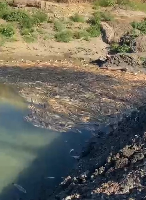 Çanakkale’de kısmen kuruyan çayda toplu balık ölümleri sürüyor
