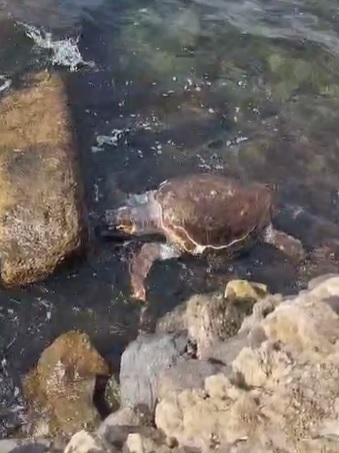 Çanakkale’de deniz kaplumbağası ölüsü sahile vurdu