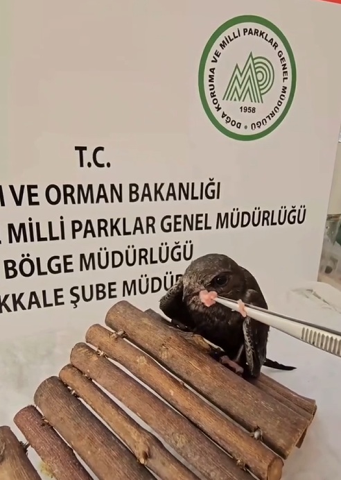 Çanakkale’de tedavisi tamamlanan kuşlar doğal ortamına salındı