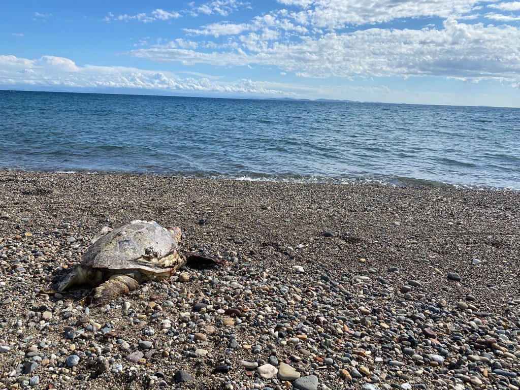 Çanakkale’de 2 deniz kaplumbağası ölüsü sahile vurdu