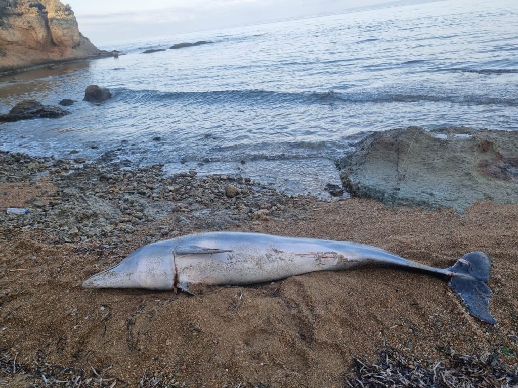 Çanakkale’de ölü yunus sahile vurdu